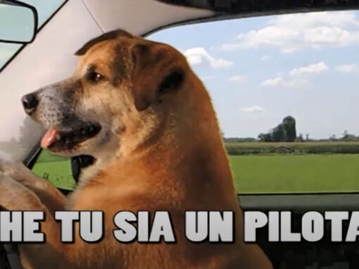 cane pilota auto
