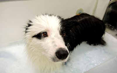 Quali vantaggi comporta l’ozonoterapia in vasca per i cani?